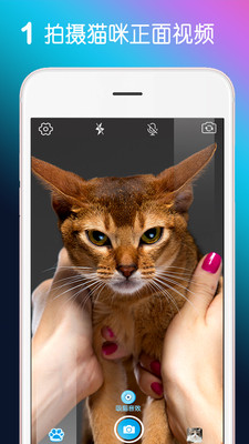 MiaowTalk app