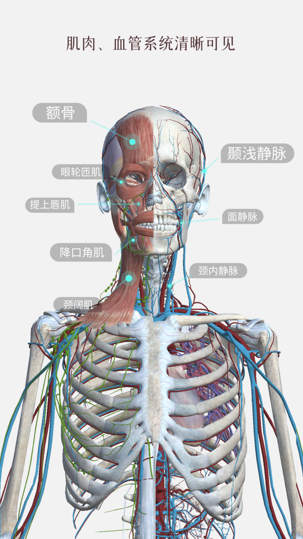 人体解剖3D