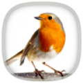 Bird Calls Sounds  Ringtones