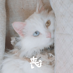 布偶猫软件图标