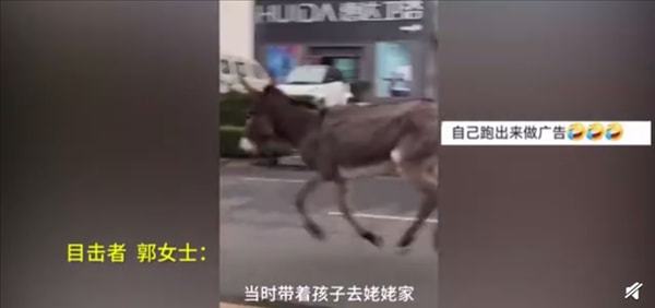 驴肉馆里逃出一头驴狂奔不止是怎么回事