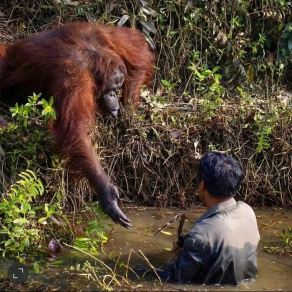 日子久了发现其实无论是在野外还是家里面，毛孩们的地位比人