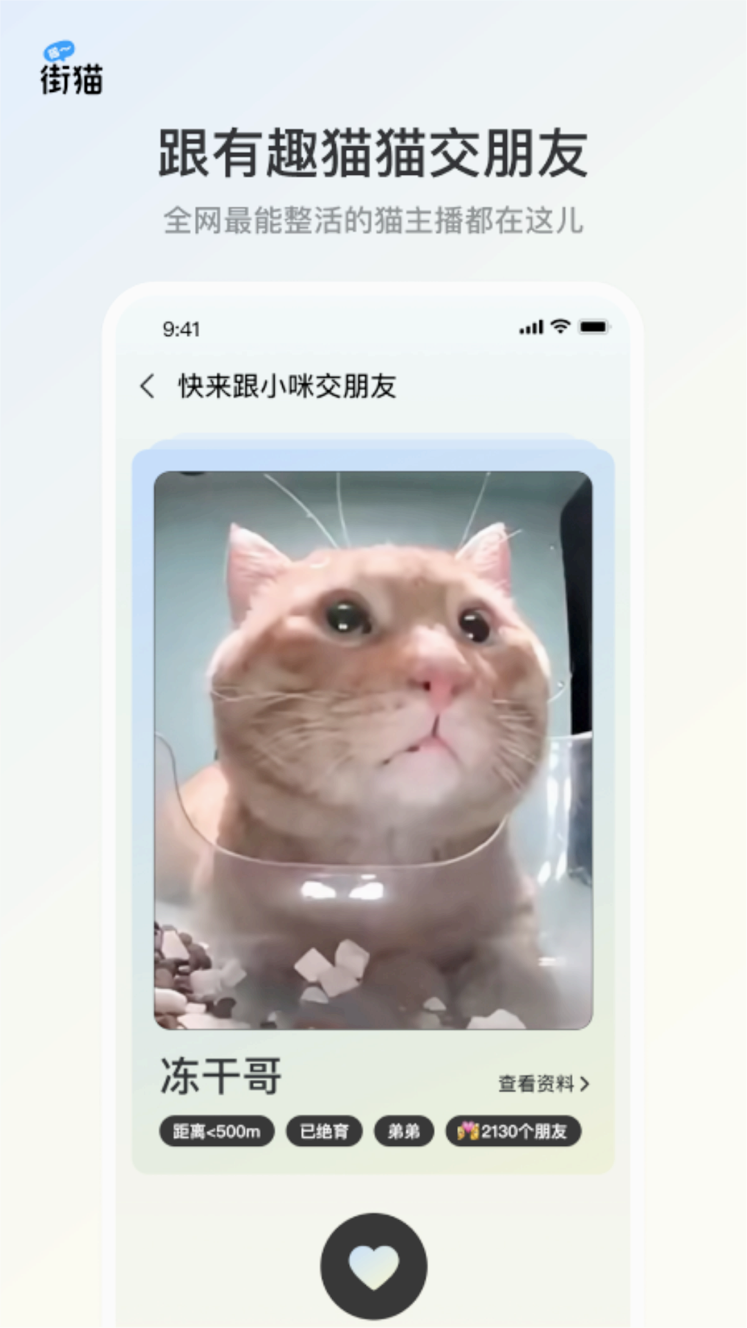 哈啰街猫下载