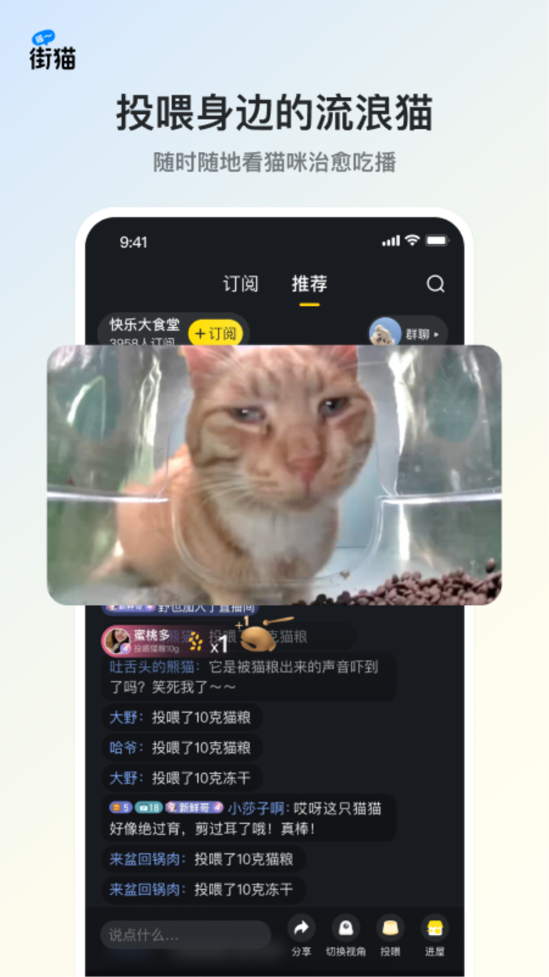 哈啰街猫