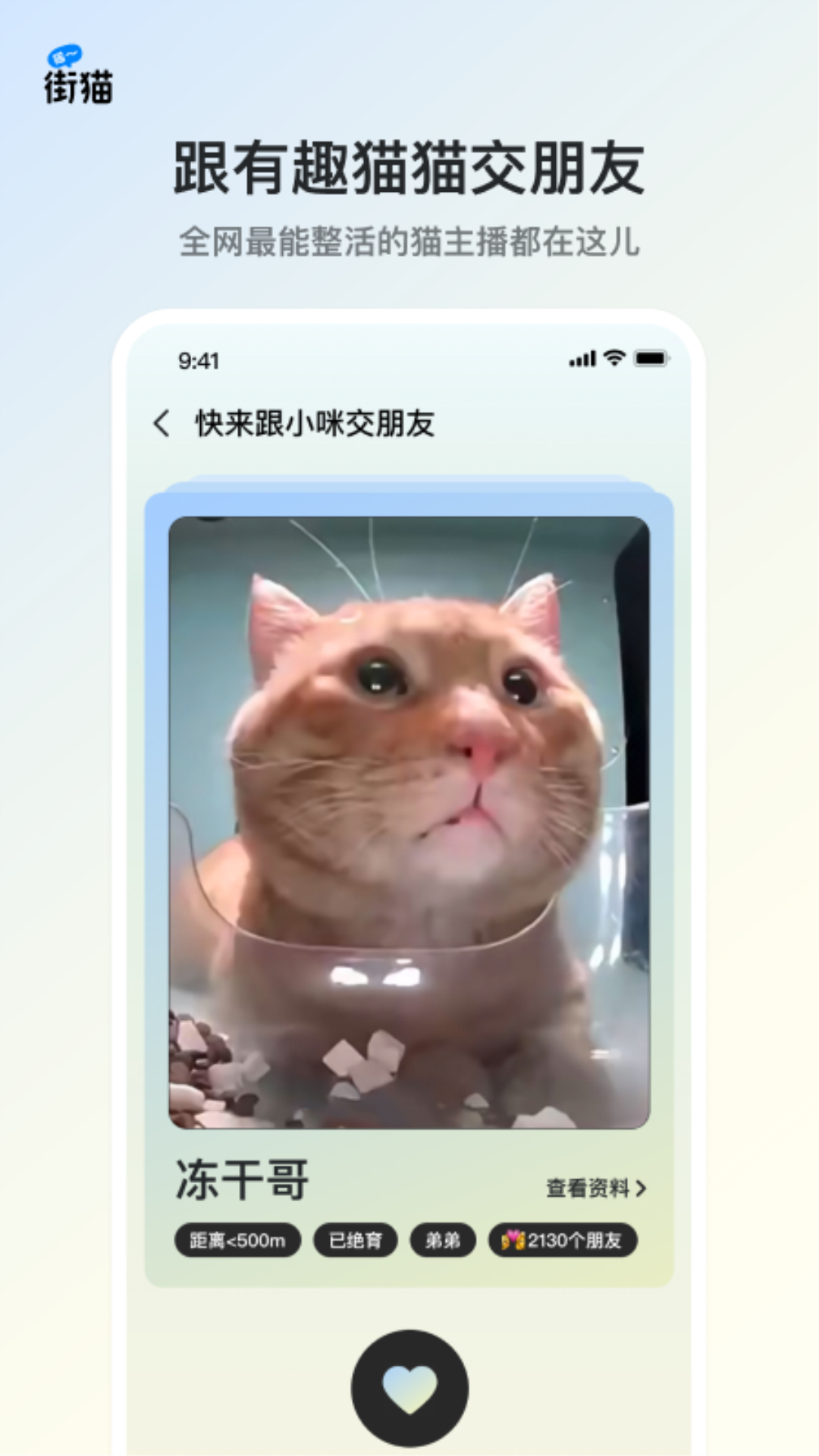 哈啰街猫