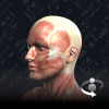 3d anatomy