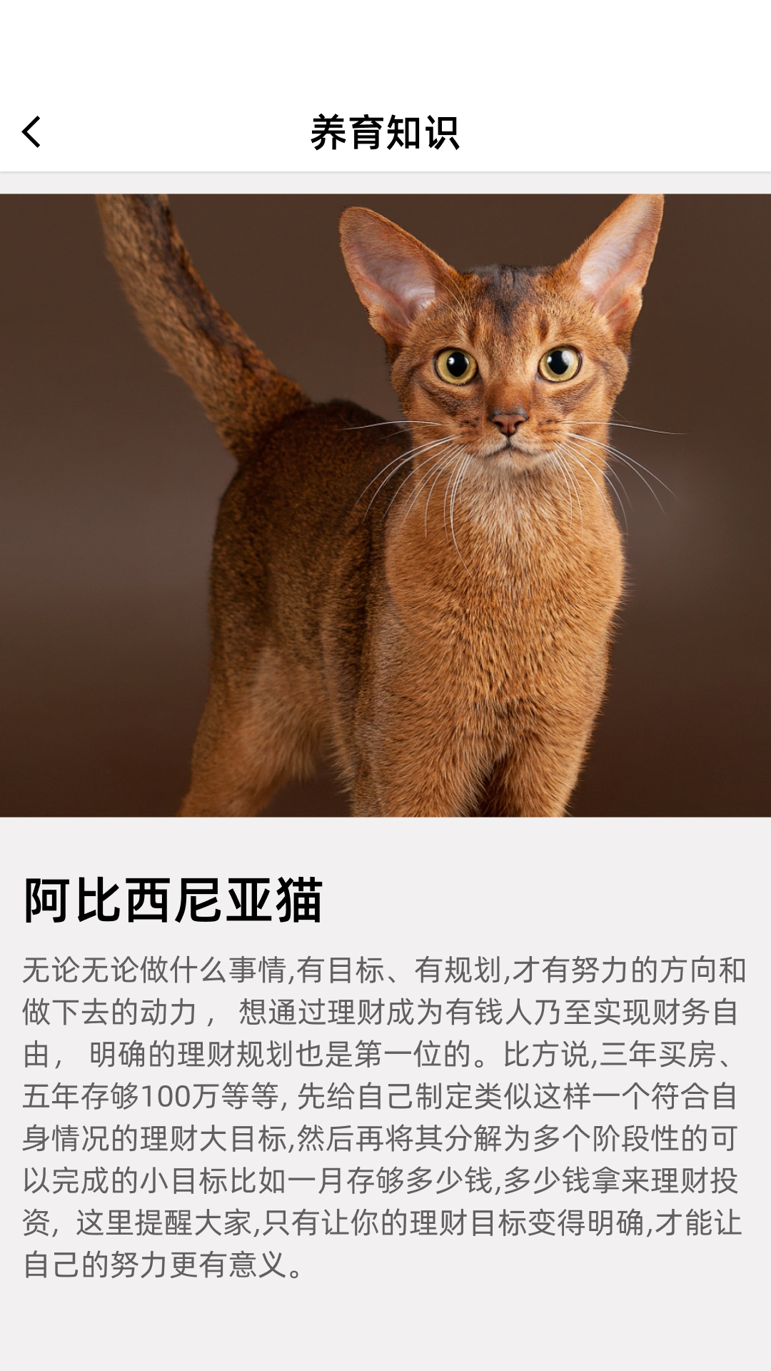 开心招财猫安卓版v1.0.0.0